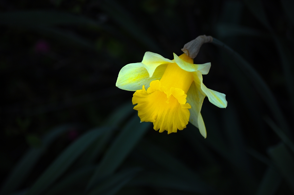 Narciso fiore