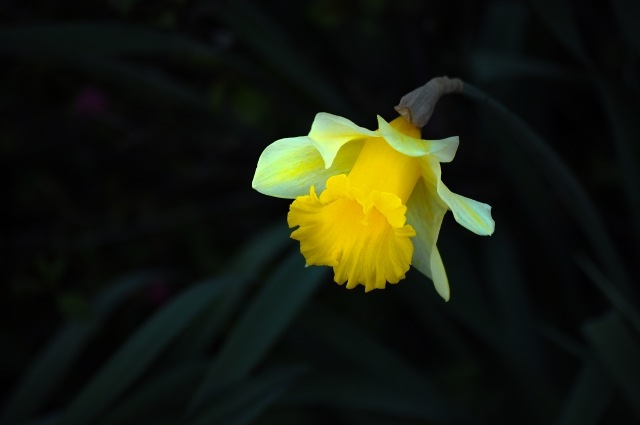 Narciso fiore