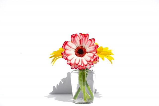 Gerbera bianca e rosa