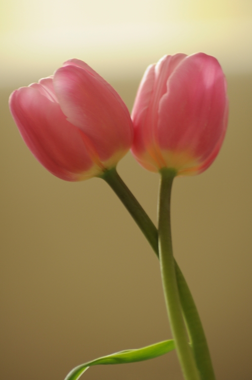 Abbraccio floreale