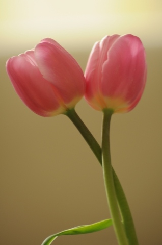 Abbraccio floreale · alococofoto