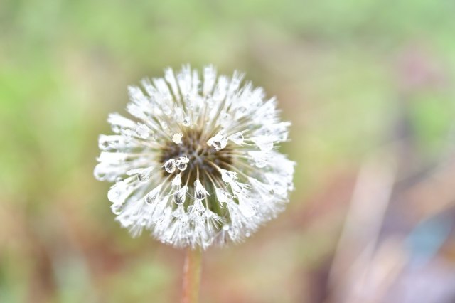 Magia dell'acqua · silbongia