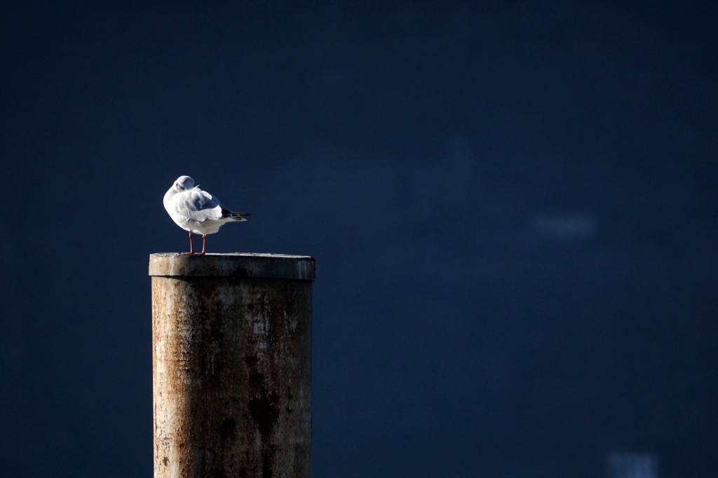 Solitudine