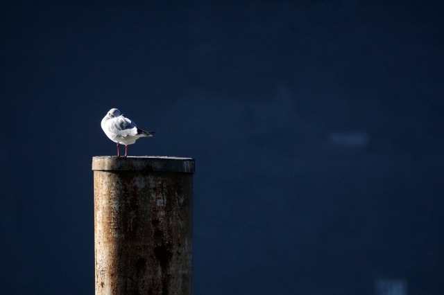 Solitudine · olper