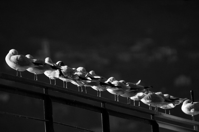 Quattro Chiacchiere · olper