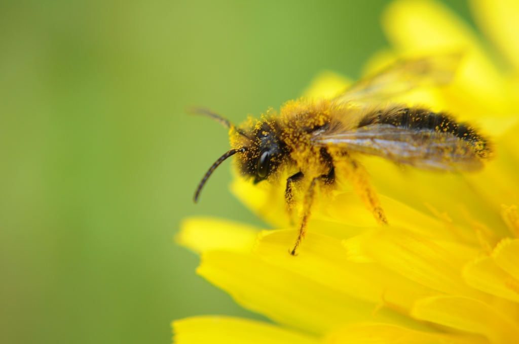 Impollinazione