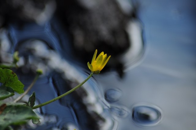 Fiorellino nello stagno · alococofoto