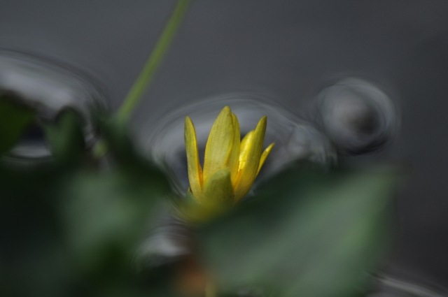 Fiore acquatico