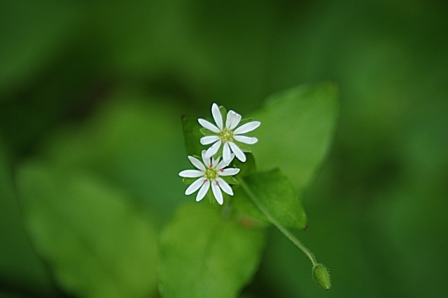 Coppia di fiorellini bianchi · alococofoto