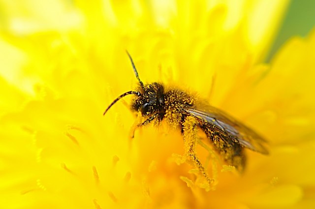 Impollinazione macro · alococofoto
