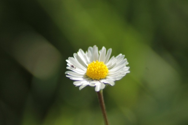 Margherita nel prato