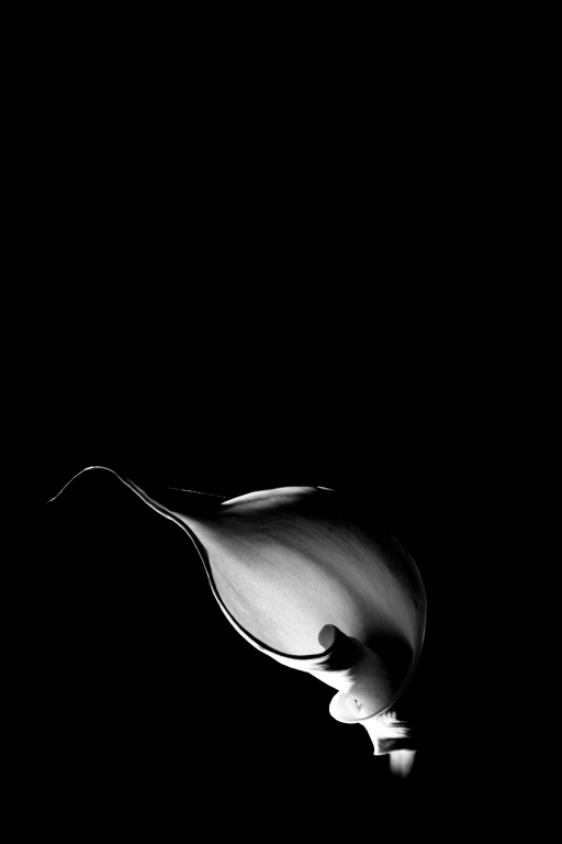 Calla