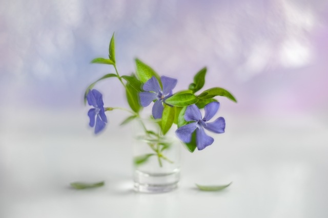 Periwinkle Blur Fantasy