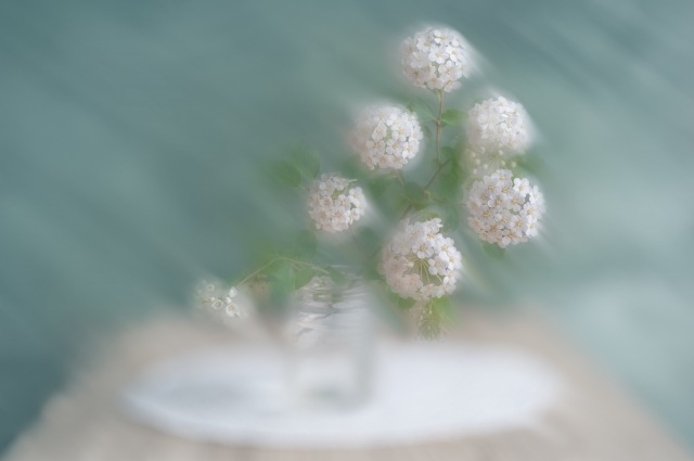 Spirea Blur Fantasy
