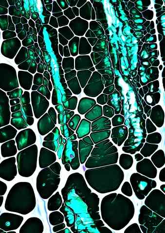 Natural Pattern · giovannimonastaxa