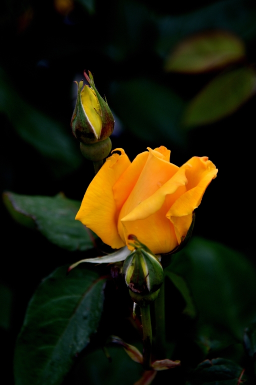 Delicata rosa
