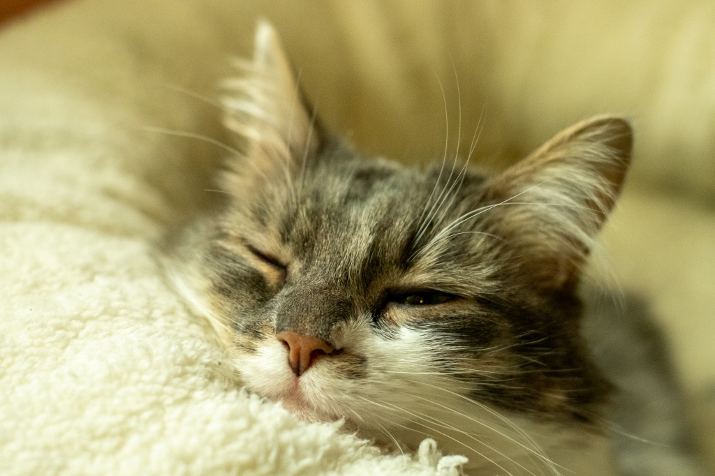 Ritratto di gatto