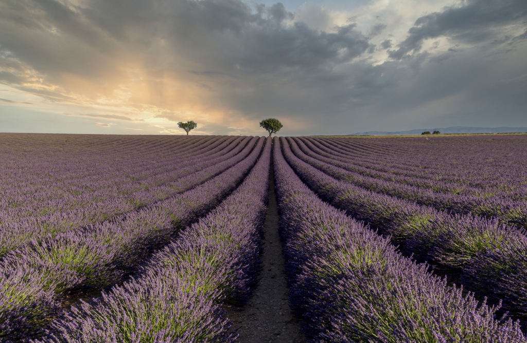 Tramonto tra i campi di lavanda