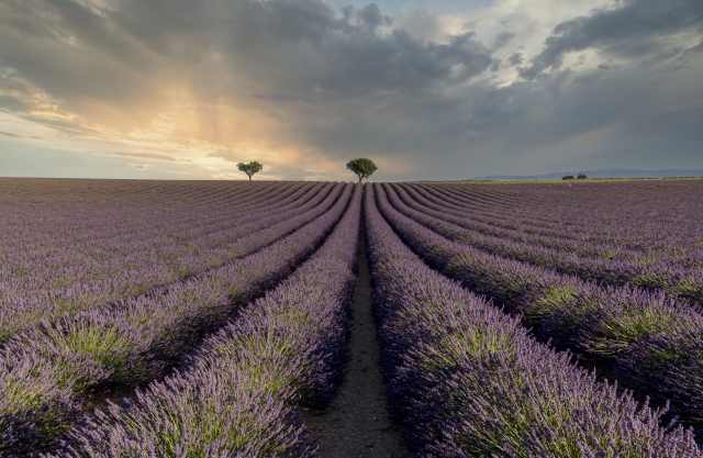 Tramonto tra i campi di lavanda