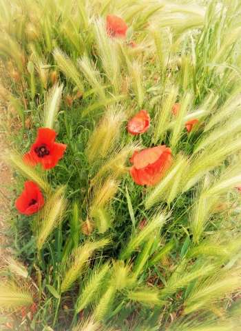 coquelicots