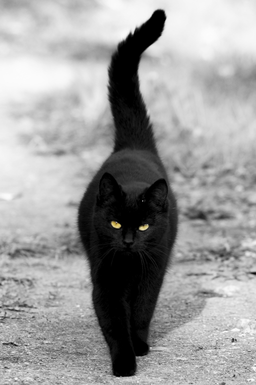 Eleganza Felina