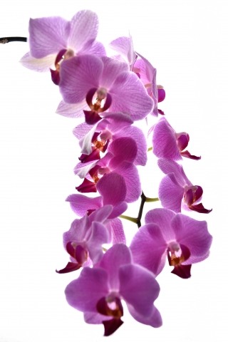 Orchidea violacea