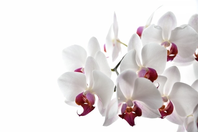 Orchidea bianca