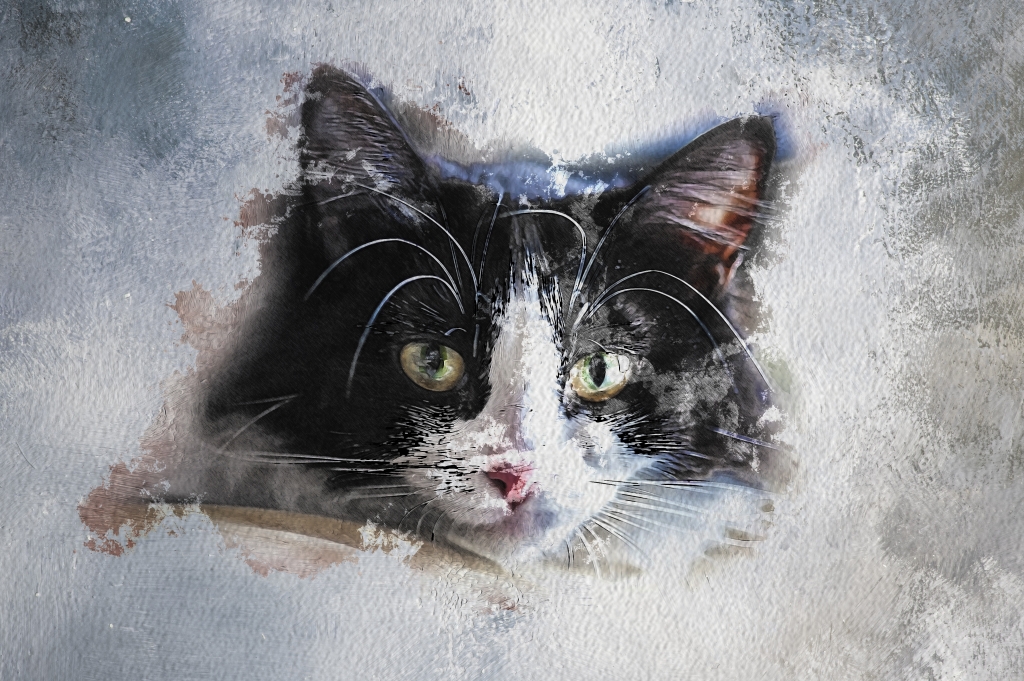Il Gatto - Foto dipinto