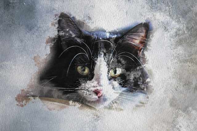Il Gatto - Foto dipinto