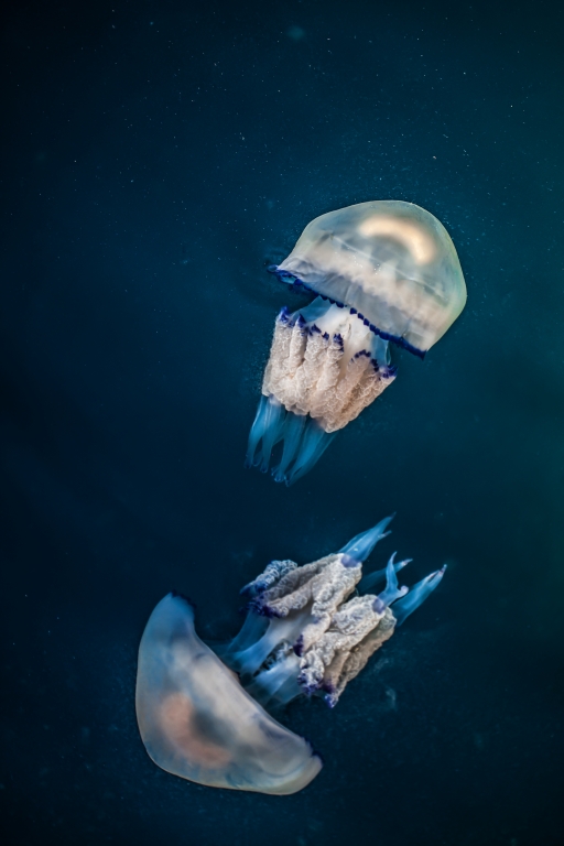 Meduse