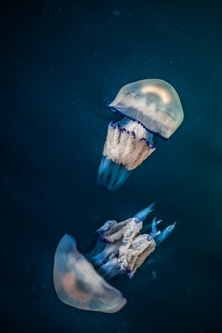 Meduse