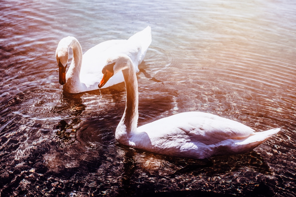 Cigno