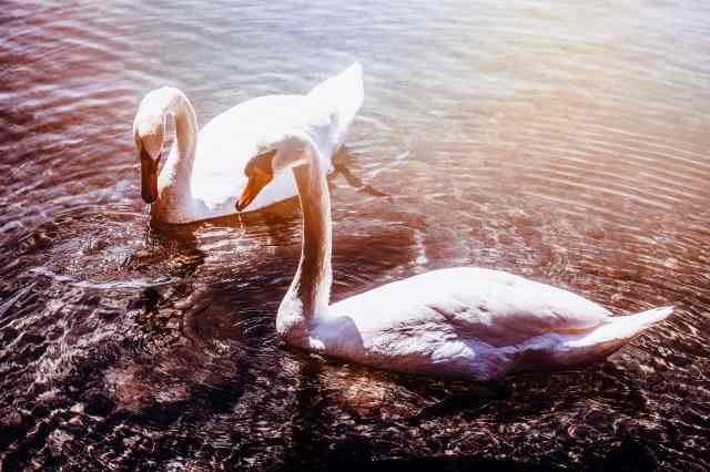 Cigno