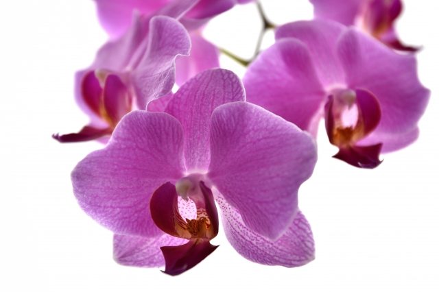 Orchidea violacea 2