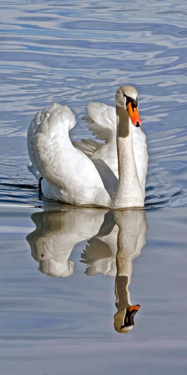 Cigno allo specchio