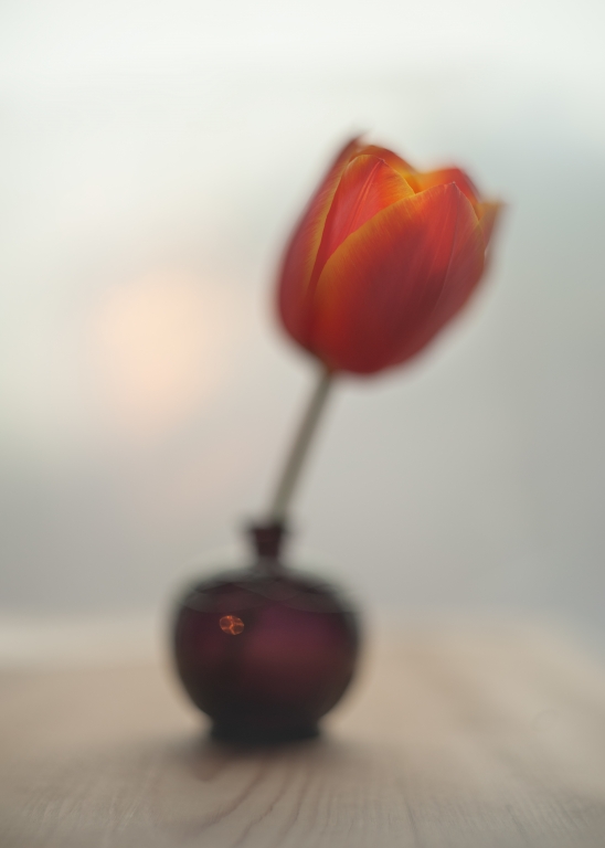 One Tulip Blur Fantasy