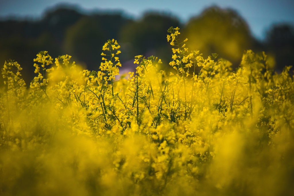 prato di fiori gialli