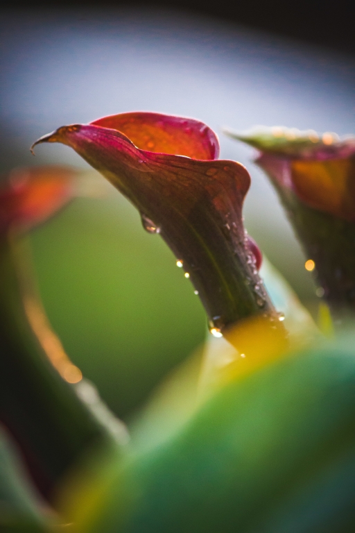 calla