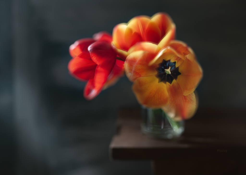 Fantasy with tulips in a dark style