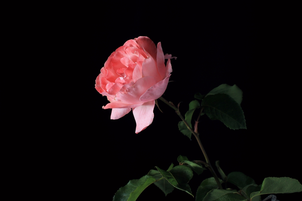 Natura morta , Una Rosa - still life rose