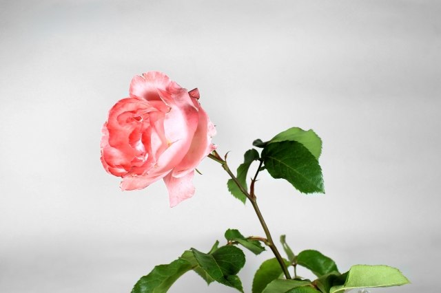 Rosa 2 Natura morta - still life rose