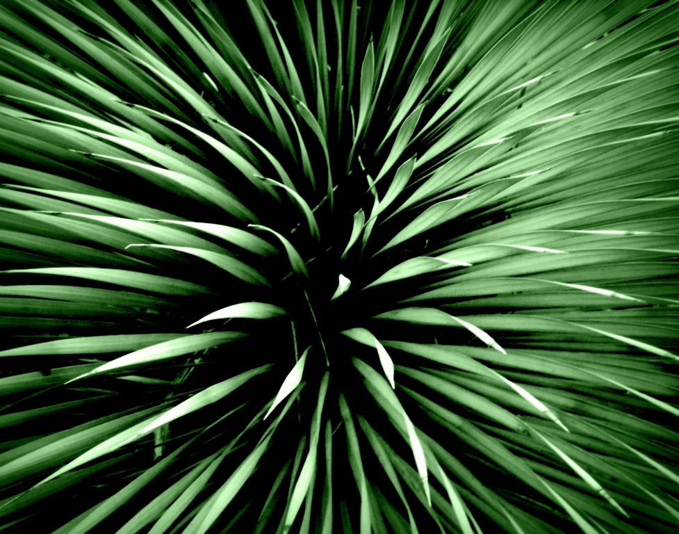 esplosion de vert absolu