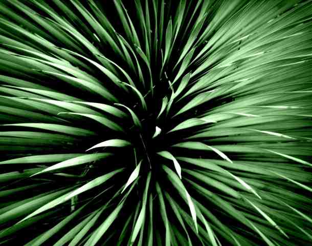 esplosion de vert absolu · graziellataibi