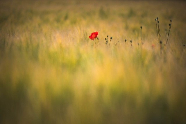 papavero rosso solitario