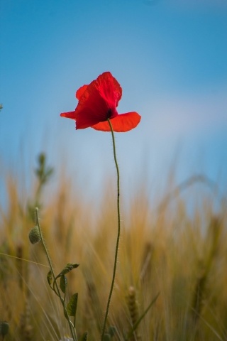 papavero su cielo azzurro