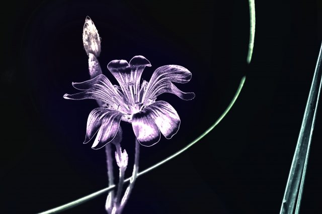 Florescenza fiorita