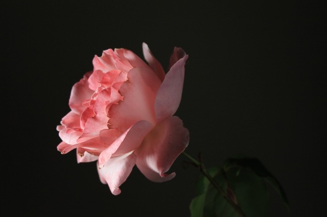 Rosa in primo piano-2 - still life Rose