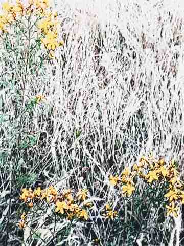 Grey to green  and yellow