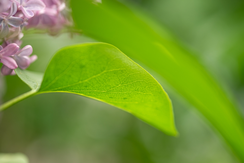 Macro foglia Glicine