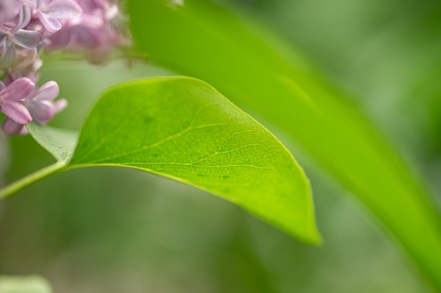 Macro foglia Glicine